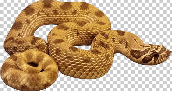 Snake Desktop PNG, Clipart, Anaconda, Boa Constrictor, Boas, Desktop Wallpaper, Display Resolution Free PNG Download