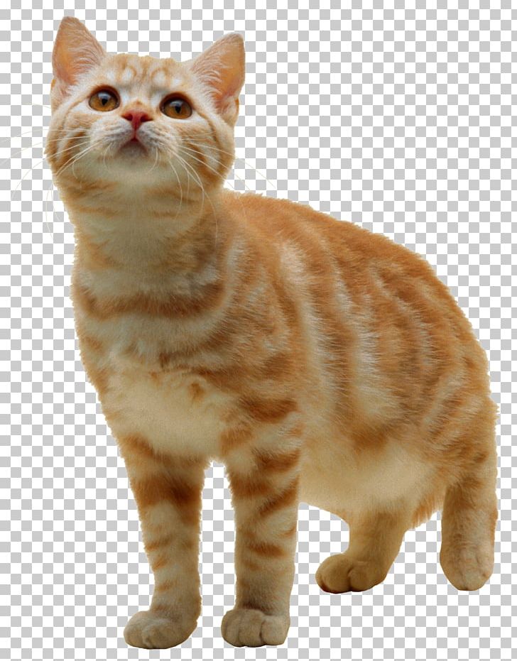 Tabby Cat Kitten PNG, Clipart, American Bobtail, Animal, Animals, Carnivoran, Cat Like Mammal Free PNG Download