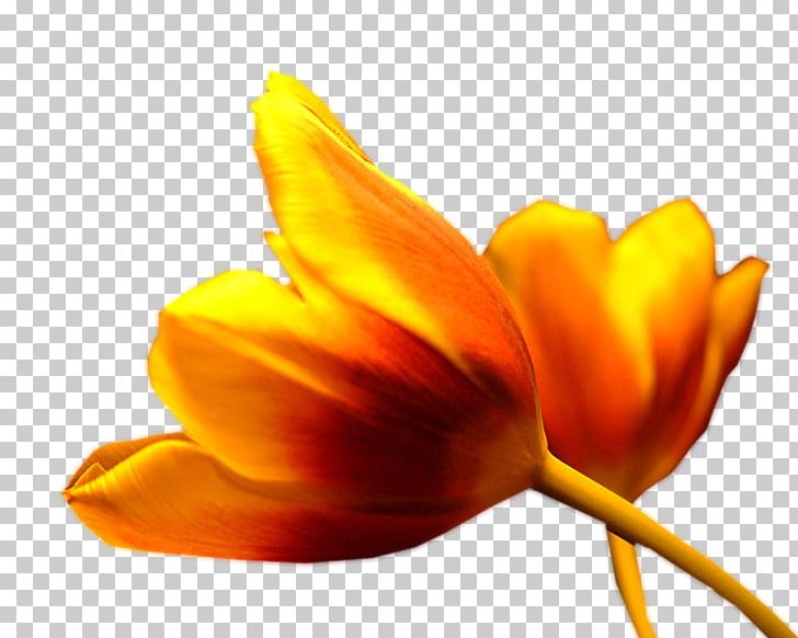 Tulip Petal Plant Stem Flower Close-up PNG, Clipart, Asena, Cicekler, Cicek Resimler, Closeup, Fleur Free PNG Download