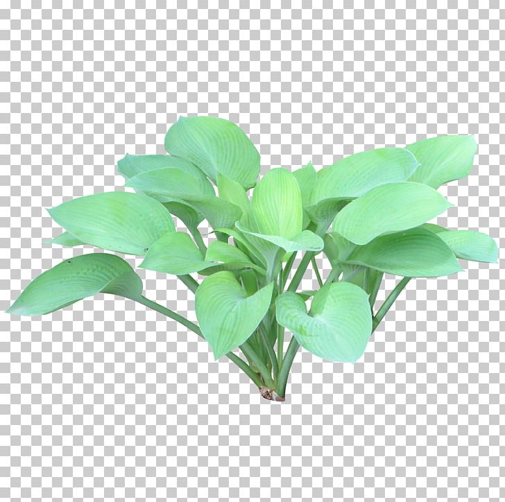 Plantain Lilies Shrub Tree PNG, Clipart, Barberry, Bushes, Food Drinks, Green, Juniper Free PNG Download