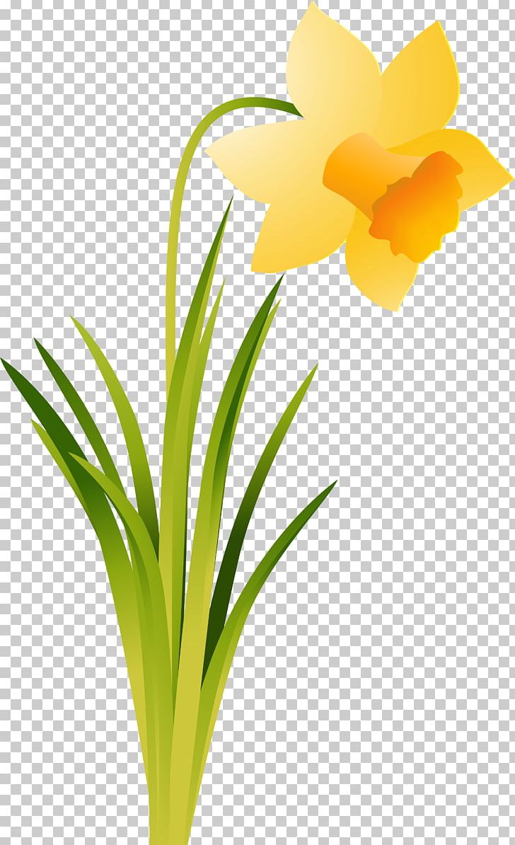 Daffodil Cut Flowers Amaryllis Belladonna Plant PNG, Clipart, Amaryllis, Amaryllis Belladonna, Amaryllis Family, Cut Flowers, Daffodil Free PNG Download