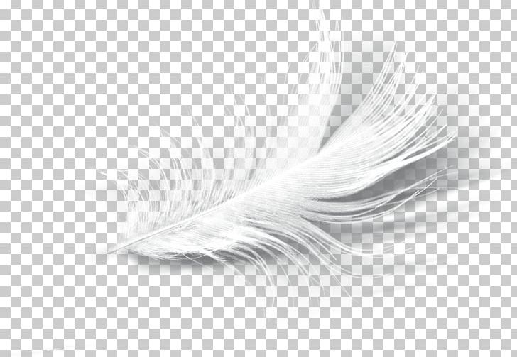 Feather Product Design Eyelash PNG, Clipart, Black And White, Close Up, Eyelash, Feather, Monochrome Free PNG Download