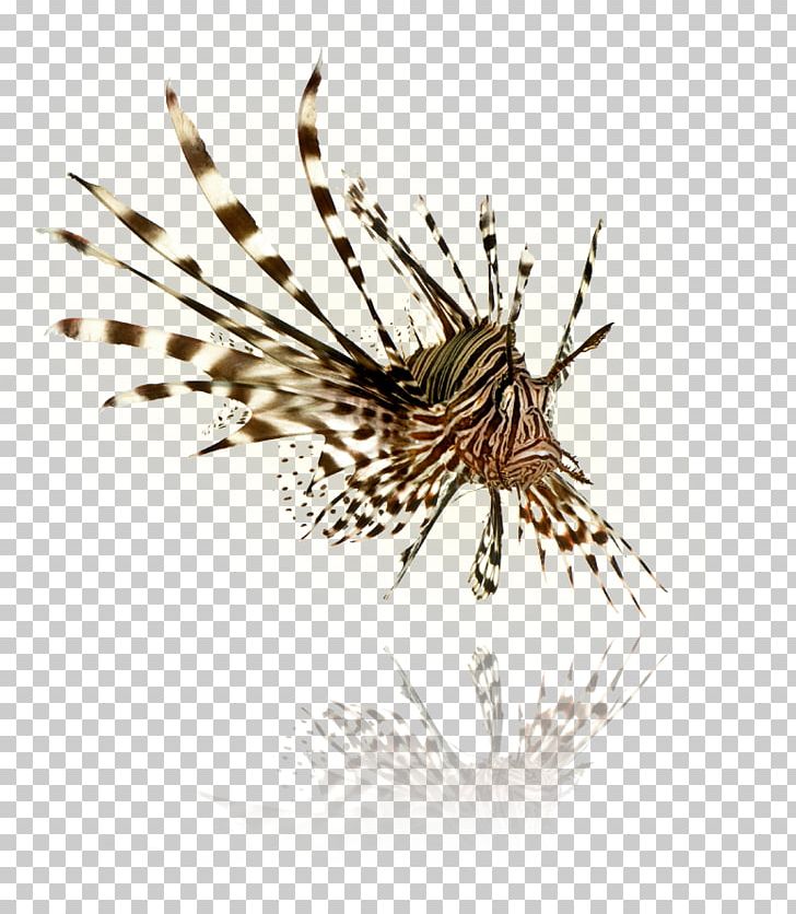 Indo-Pacific Red Lionfish Spotfin Lionfish PNG, Clipart, Animals, Depositphotos, Fish, Indopacific, Insect Free PNG Download