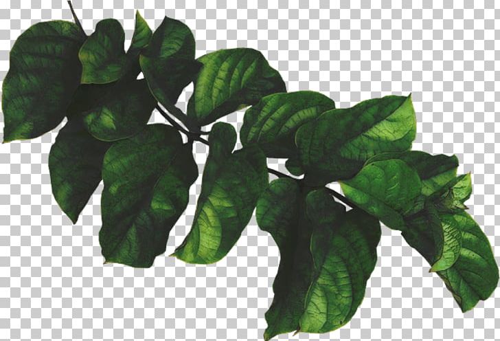 Leaf Green Plant Painting PNG, Clipart, Branch, Flower, Green, Harvest, Lawn Free PNG Download