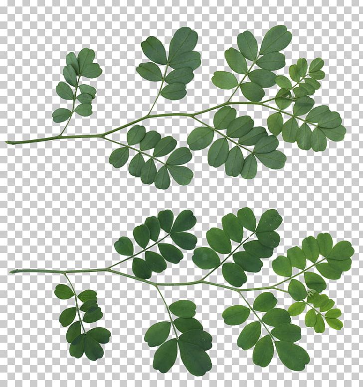 Leaf Texture Mapping Shrub Tree PNG, Clipart, 3d Computer Graphics, Branch, Color, Computer Graphics, Flowering Plant Free PNG Download