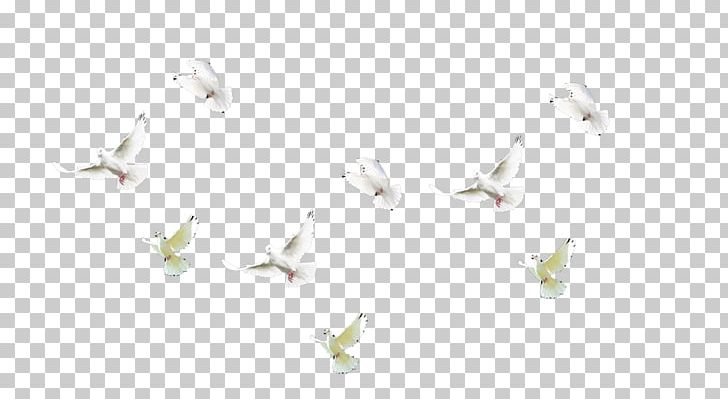 Angle Petal Pattern PNG, Clipart, Angle, Animals, Flying Pigeons, Line, Pattern Free PNG Download