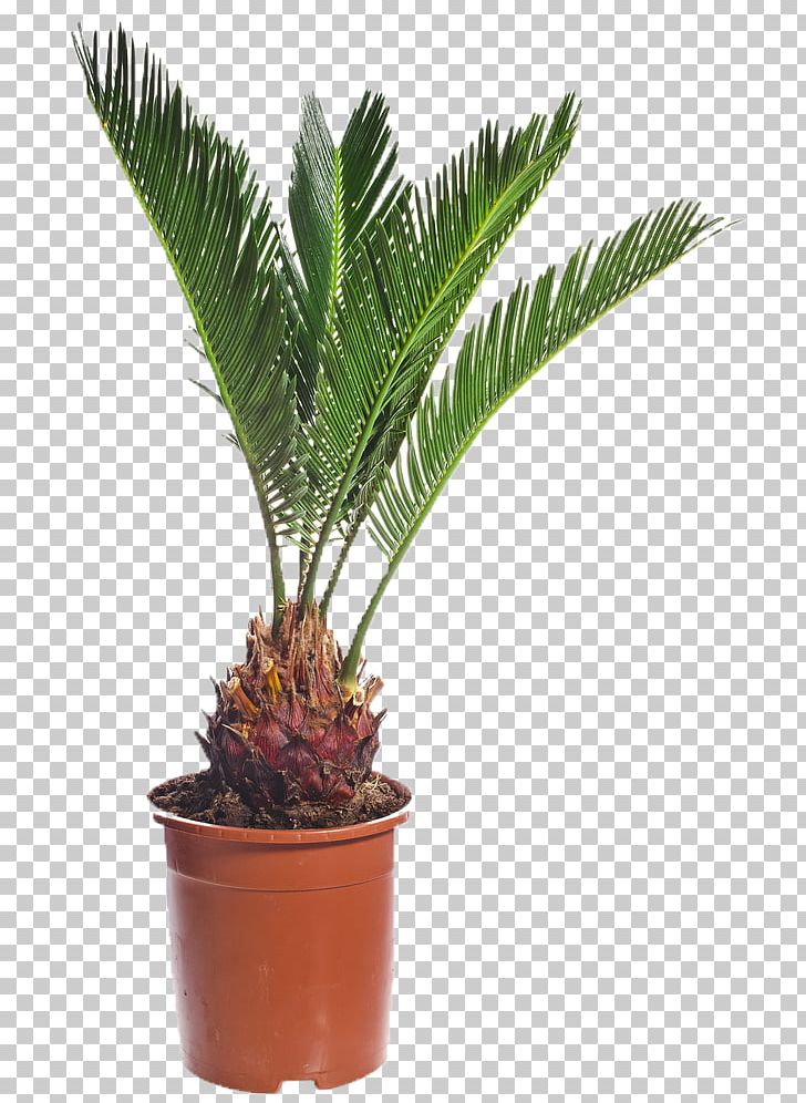 Arecaceae Canary Island Date Palm Rhapis Excelsa Seed PNG, Clipart, Archontophoenix Cunninghamiana, Arecaceae, Arecales, Coconut, Cycad Free PNG Download