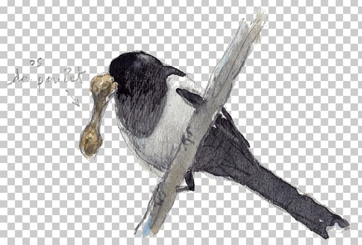Beak Bird Passerine Fauna Feather PNG, Clipart, Beak, Bird, Fauna, Feather, Passerine Free PNG Download