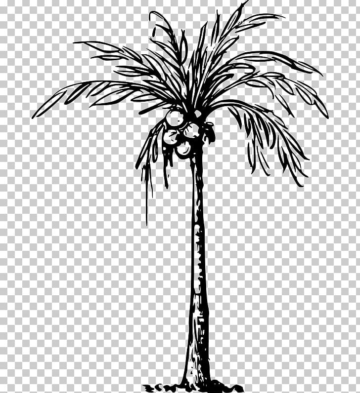 Coconut Arecaceae Palm Branch PNG, Clipart, Arecaceae, Arecales, Black And White, Borassus Flabellifer, Branch Free PNG Download
