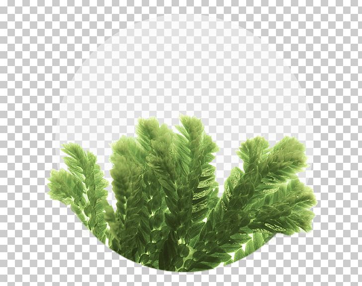 Stock Photography Plants Amorepacific Corporation PNG, Clipart, Amorepacific Corporation, Conifer, Evergreen, Fern Ally, Fir Free PNG Download