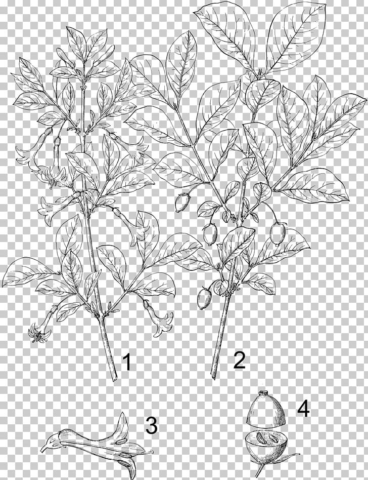 Lonicera Sempervirens Lonicera Periclymenum Lonicera Japonica Flower Kamchatka Honeysuckle PNG, Clipart, Artwork, Asterids, Black And White, Branch, Caprifoliaceae Free PNG Download