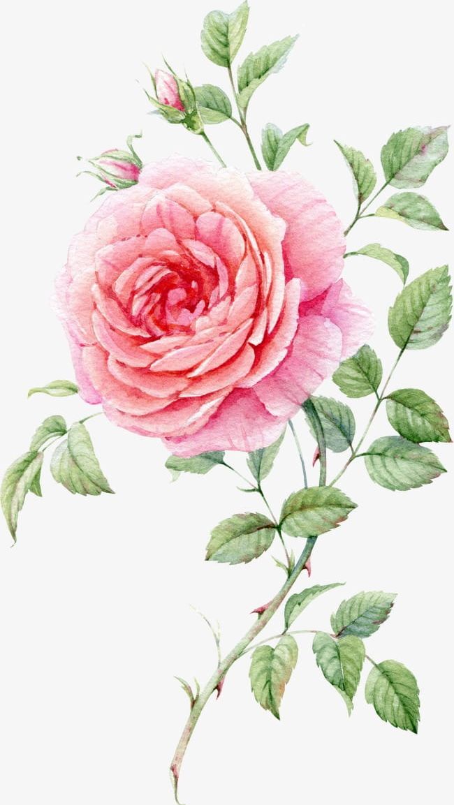 Watercolor Painted Pink Roses PNG, Clipart, Backgrounds, Beauty In Nature, Bouquet, Bud, Decoration Free PNG Download