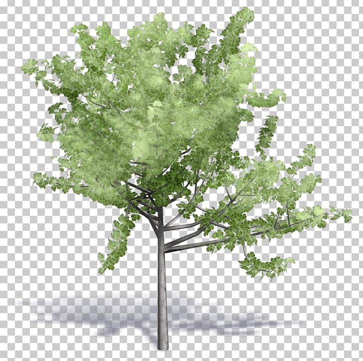 Tree Building Information Modeling Woody Plant Autodesk Revit PNG, Clipart, 3d Computer Graphics, Archicad, Artlantis, Autocad, Autocad Dxf Free PNG Download