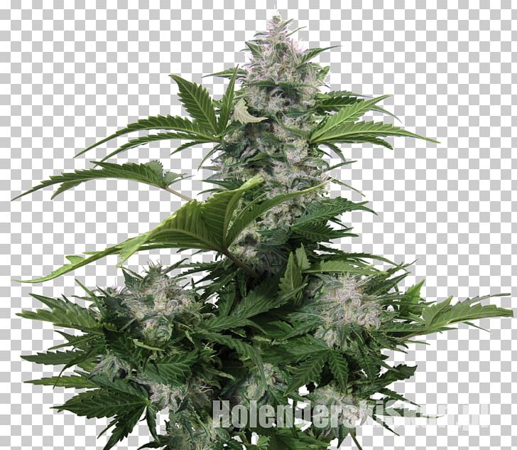 Autoflowering Cannabis Seed Bank Seedsman Seeds PNG, Clipart, Autoflowering Cannabis, Cannabidiol, Cannabis, Cannabis Ruderalis, Cannabis Sativa Free PNG Download
