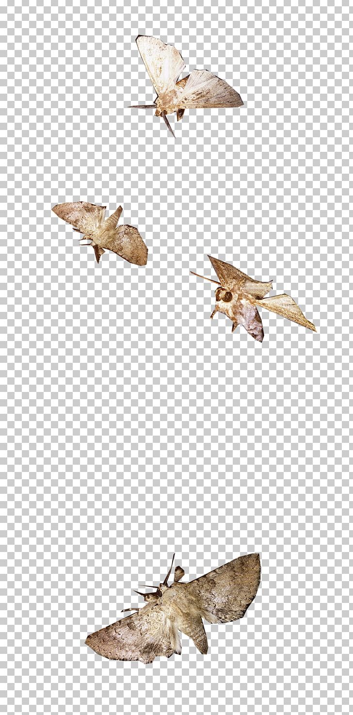 Butterfly Insect /m/083vt Moth Pollinator PNG, Clipart, Arthropod, Bombycidae, Business, Butterflies And Moths, Butterfly Free PNG Download