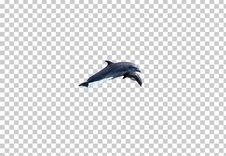 Dolphin Sky Microsoft Azure PNG, Clipart, Animals, Beak, Cartoon Shark, Computer, Computer Wallpaper Free PNG Download
