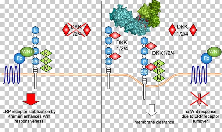 European Union Wnt Signaling Pathway CORDIS DKK1 European Commission PNG, Clipart, Area, Cell Signaling, Cell Surface Receptor, Cordis, Diagram Free PNG Download