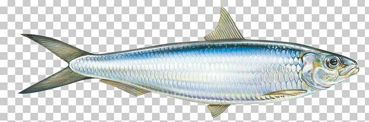 Round Sardinella Oily Fish Mackerel PNG, Clipart, Animals, Bony Fish, Fin, Fish, Forage Fish Free PNG Download