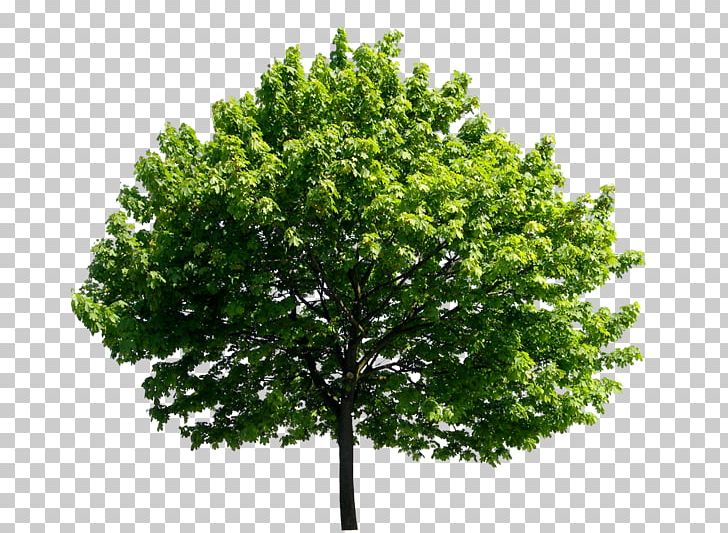 Tree Banyan Ulmus Minor English Oak PNG, Clipart, Banyan, Brad Pitt, Branch, Celebrities, Elm Free PNG Download