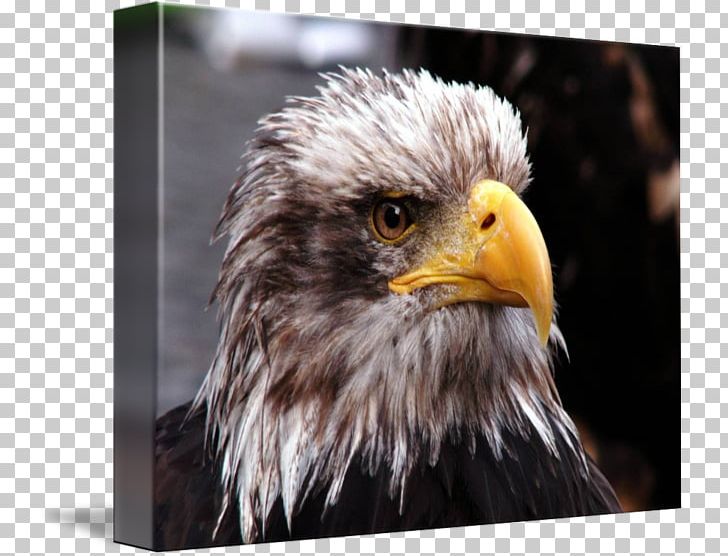 Bald Eagle Beak Close-up Feather PNG, Clipart, Accipitriformes, Animals, Bald Eagle, Beak, Bird Free PNG Download