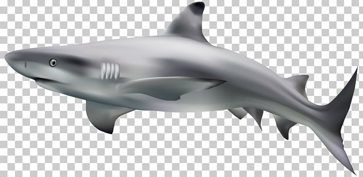 Great White Shark Tiger Shark PNG, Clipart, Bowmouth Guitarfish, Carcharhiniformes, Cartilaginous Fish, Fauna, Fin Free PNG Download