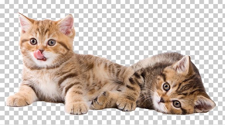 Kitten Dog Sphynx Cat Paw British Longhair PNG, Clipart, Abc Alphabet, Alphabet, America, Animal, Animals Free PNG Download