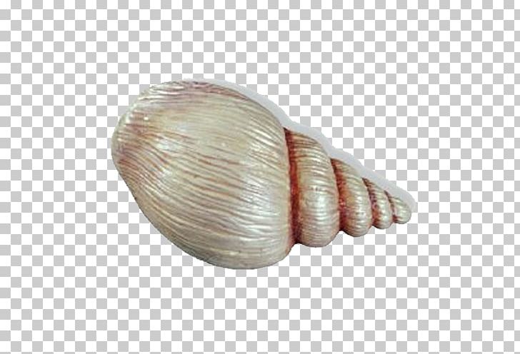 Cockle Veneroida Seashell Door Handle Child PNG, Clipart, Bedroom, Child, Clam, Clams Oysters Mussels And Scallops, Cockle Free PNG Download