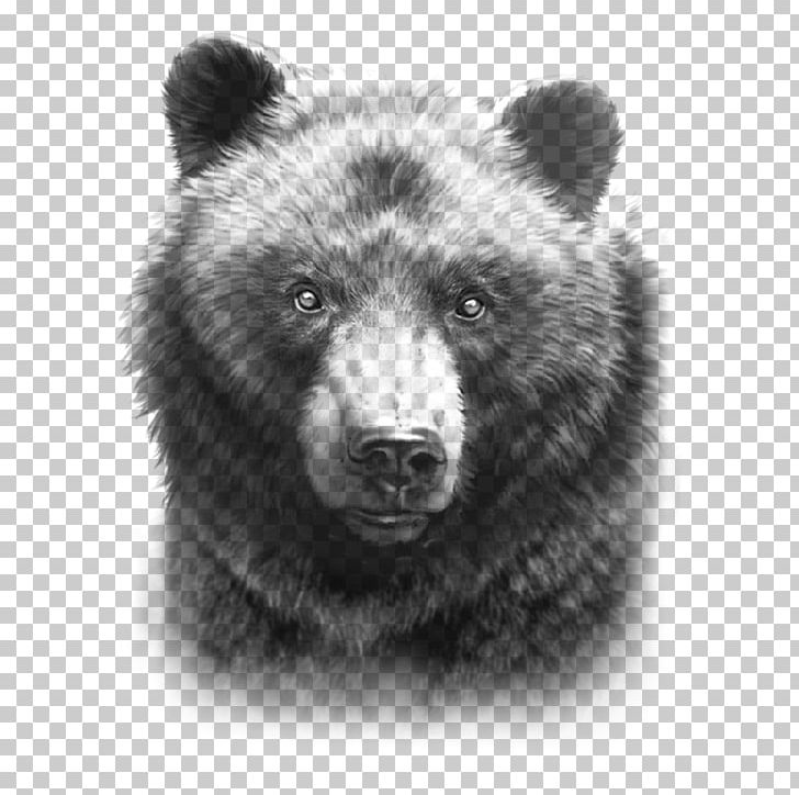 black bear white background