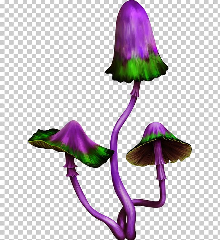 Purple Mushroom PNG, Clipart, Flower, Fungus, Good, Good Looking, Google Images Free PNG Download