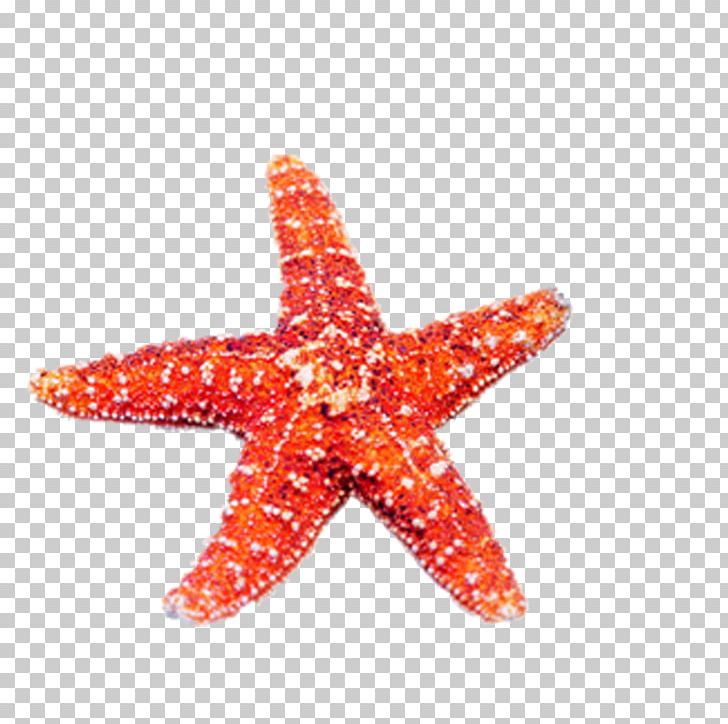 Echinoderm Starfish Jellyfish U5357u4eacu6d77u5e95u4e16u754c Marine Biology PNG, Clipart, Animal, Animals, Beach, Beach Elements, Deuterostome Free PNG Download