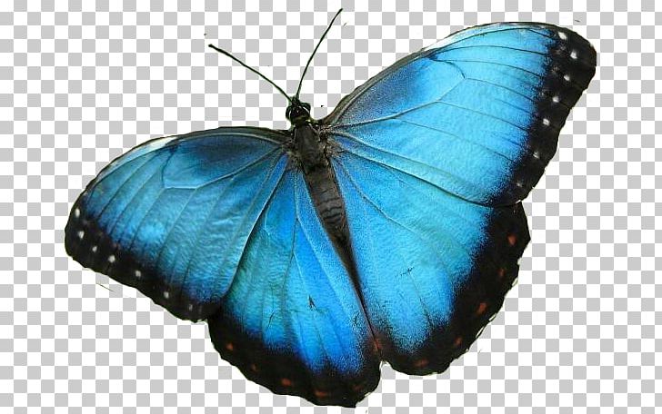 Niagara Parks Butterfly Conservatory Morpho Peleides Insect Monarch Butterfly PNG, Clipart, Blue, Brush Footed Butterfly, Butterflies And Moths, Butterfly, Color Free PNG Download