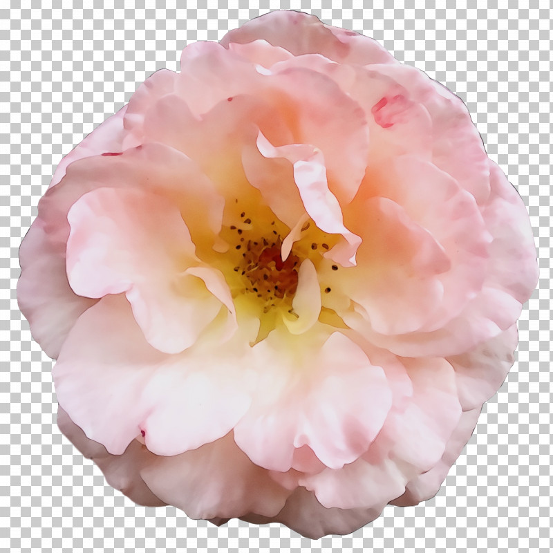 Garden Roses PNG, Clipart, Cabbage Rose, Floribunda, Garden, Garden Roses, Paint Free PNG Download
