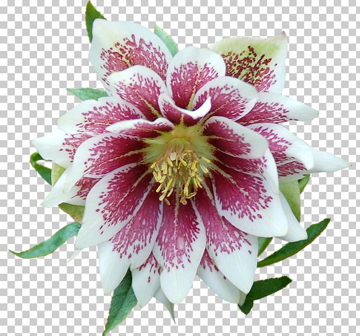 Helleborus Niger Winter Perennial Plant Garden Flower PNG, Clipart, Color, Cyclamen, Flower, Flowering Plant, Garden Free PNG Download