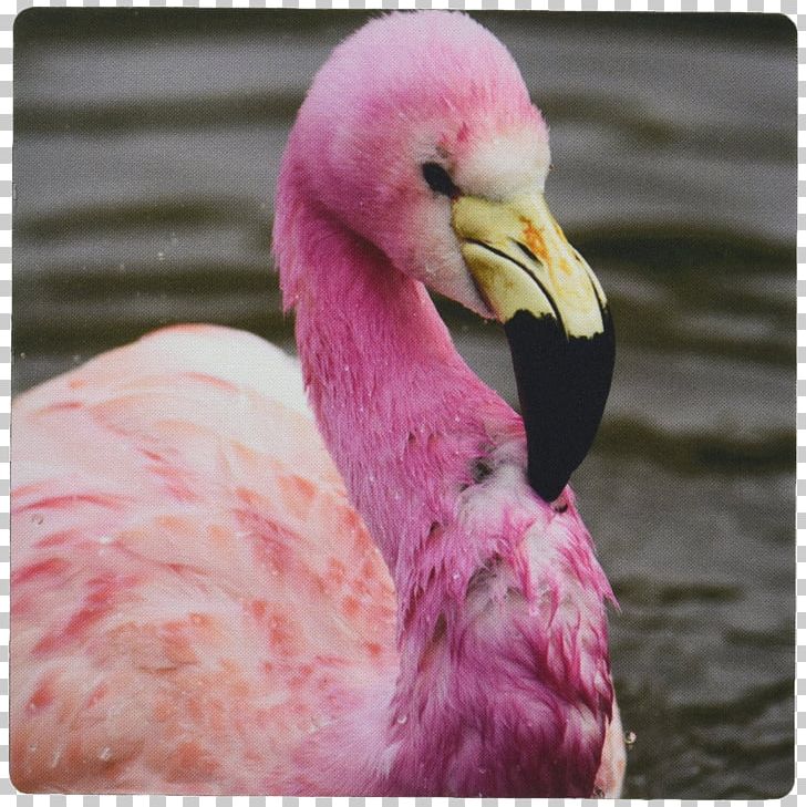 Mauritius England Bird Andean Flamingo Parakeet PNG, Clipart, 3d Animation, Africa, American Flamingo, Andean Flamingo, Animal Free PNG Download