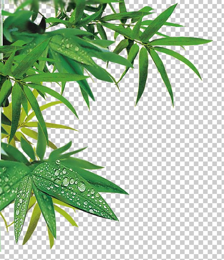 Gratis Portable Media Player Computer File PNG, Clipart, Background Green, Bamboo, Bamboo Leaves, Cannabis, Directory Free PNG Download