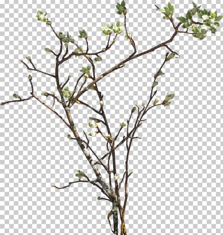 Twig Twilight And Homecoming Leaf Plant Stem Pattern PNG, Clipart, Amazing, Appbreeze, Blossom, Blue, Branch Free PNG Download