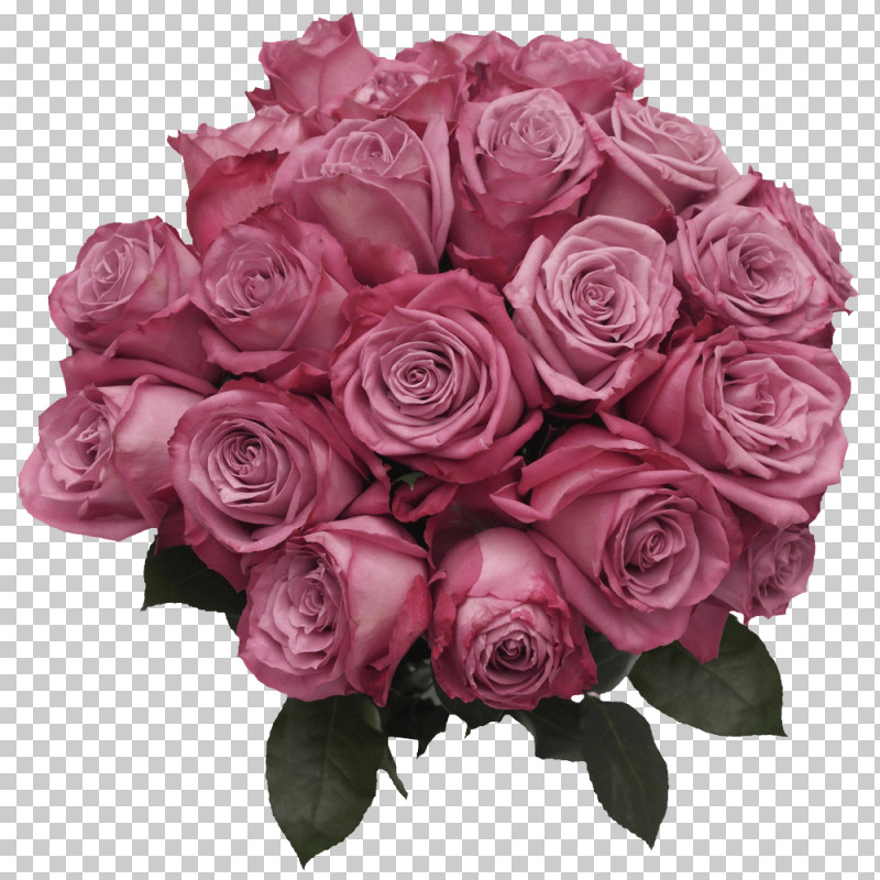 Garden Roses PNG, Clipart, Beige, Cabbage Rose, Cut Flowers, Floral Design, Floribunda Free PNG Download