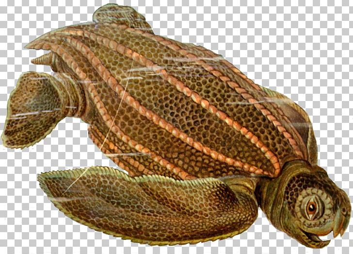 Leatherback Sea Turtle Archelon Protostega Reptile PNG, Clipart, Animal, Animals, Archelon, Box Turtle, Chelydridae Free PNG Download