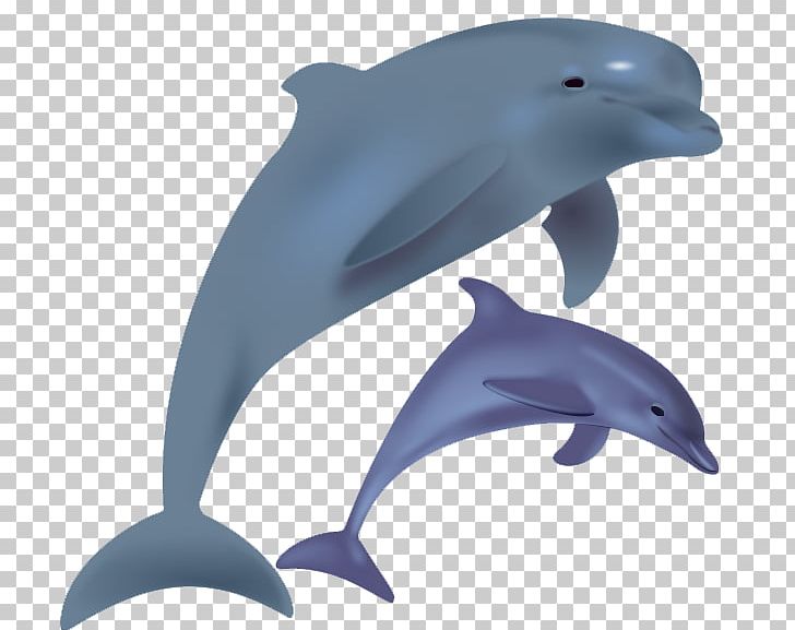 Common Bottlenose Dolphin Short-beaked Common Dolphin Tucuxi Wholphin White-beaked Dolphin PNG, Clipart, Animals, Awesome, Blog, Bottlenose Dolphin, Cachorro Free PNG Download