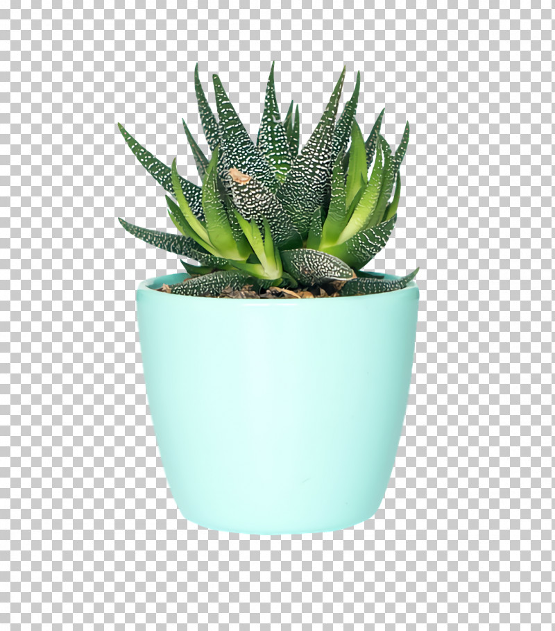 Flowerpot Succulent Plant Plants Houseplant Bathroom PNG, Clipart, Bathroom, Ceramic, Cleaning, Farmhouse, Flowerpot Free PNG Download