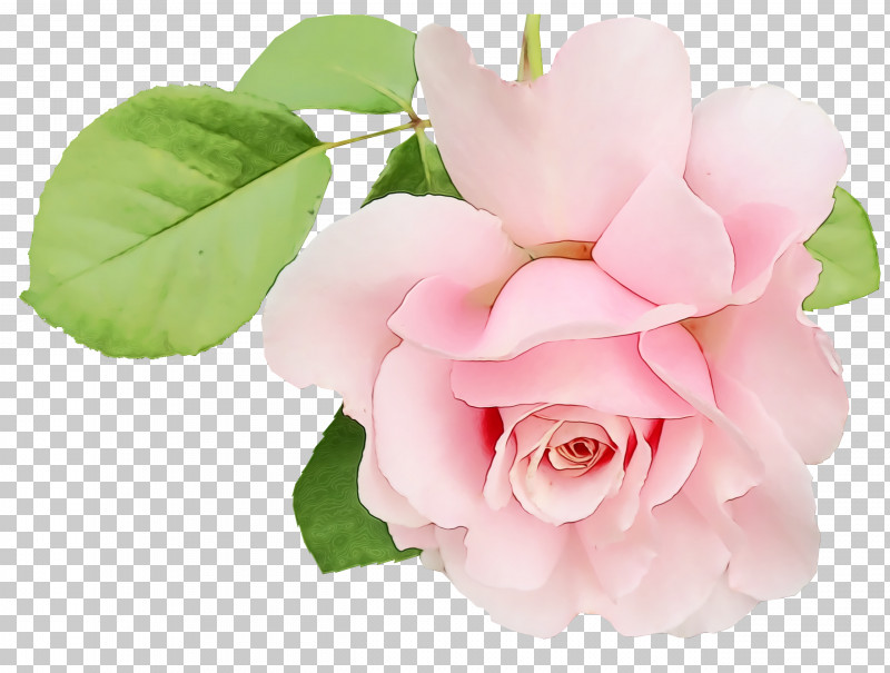 Garden Roses PNG, Clipart, Artificial Flower, Cabbage Rose, Camellia, Cut Flowers, Floribunda Free PNG Download