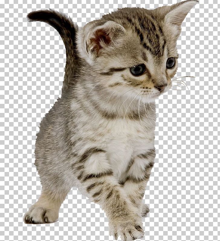 Feral Cat Kitten Dog Felidae PNG, Clipart, Animal, Animals, Animals Cat, Carnivoran, Cat Ear Free PNG Download