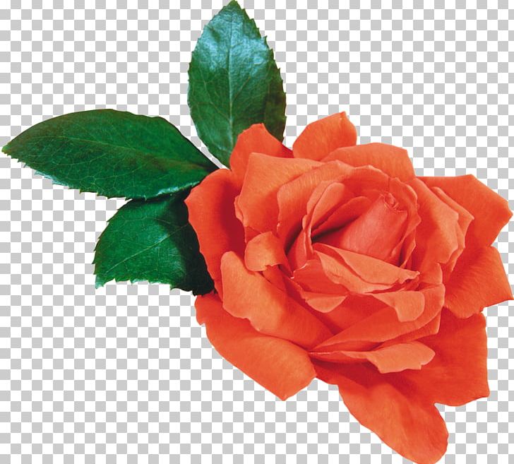 Flower Beach Rose Garden Roses PNG, Clipart, Beach Rose, China Rose, Cut Flowers, Download, Floribunda Free PNG Download