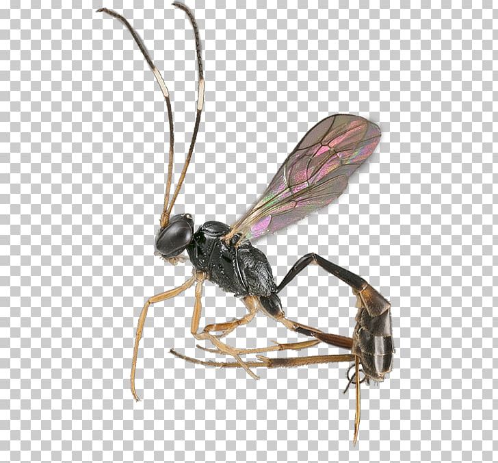 Ichneumon Wasps Lee Kong Chian Natural History Museum PNG, Clipart, Ant, Arthropod, Fly, Host, Hosts Free PNG Download