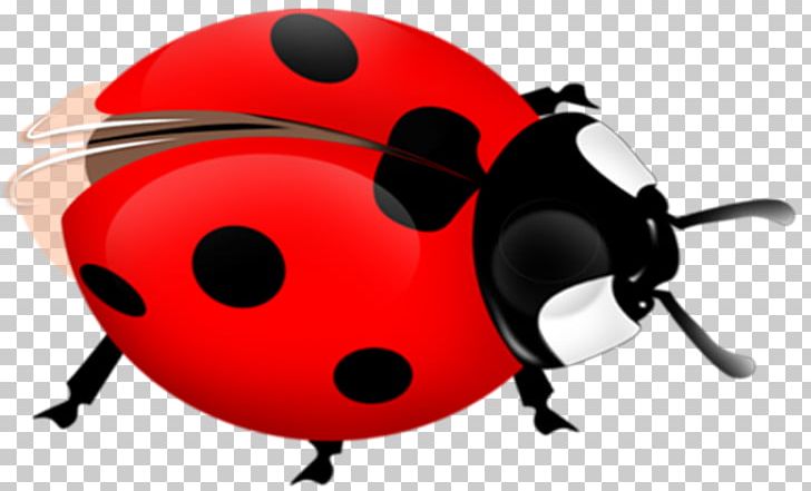 Ladybird Beetle PNG, Clipart, Animals, Beetle, Bug, Download, Drawing Free PNG Download