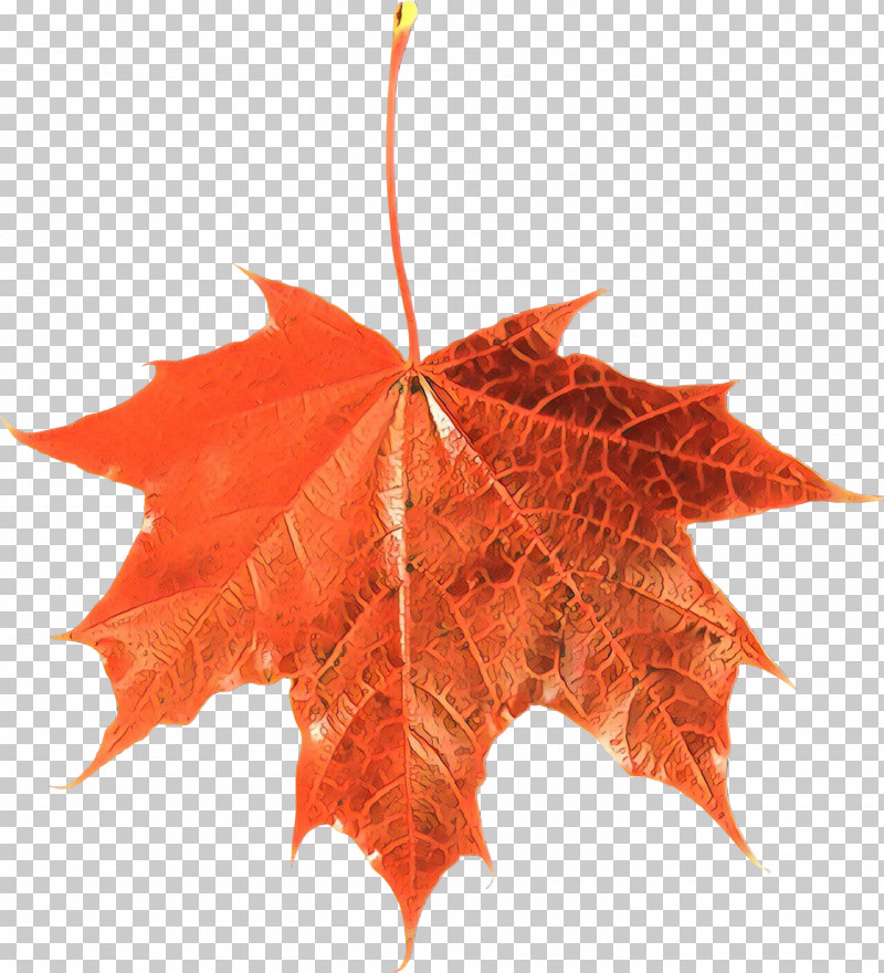 Maple Leaf PNG, Clipart, Black Maple, Leaf, Maple Leaf, Orange, Plane Free PNG Download