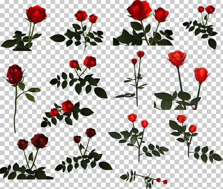 Cut Flowers Garden Roses Petal PNG, Clipart, Branch, Cut Flowers, Depositfiles, Flora, Floral Design Free PNG Download