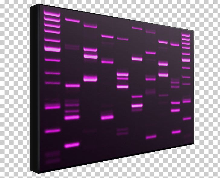 DNA Profiling Genetics Genetic Testing PNG, Clipart, Data Definition Language, Display Device, Dna, Dna Profiling, Dna Testing Free PNG Download