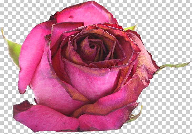 Garden Roses Cabbage Rose Floribunda Paper Cut Flowers PNG, Clipart, Brooch, Closeup, Cut Flowers, Element, Floribunda Free PNG Download
