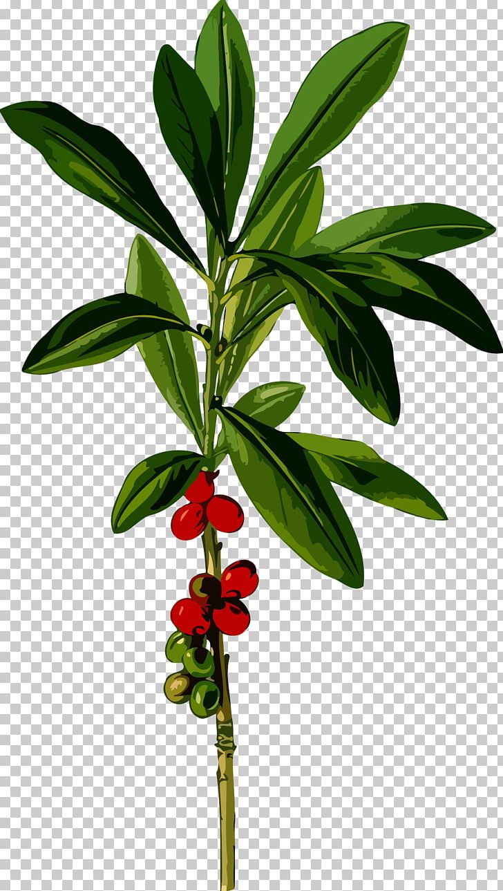 Köhler's Medicinal Plants Daphne Mezereum Spurge-laurel Botanical Illustration PNG, Clipart,  Free PNG Download